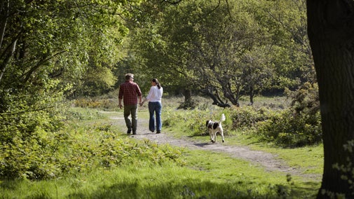 Visitors walking with their dog on Danbury Common, Essex